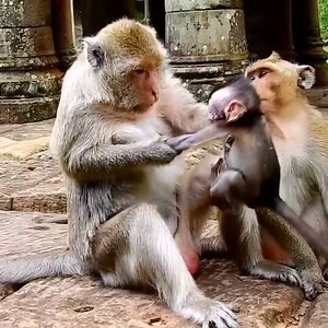 11K views · 380 reactions | Oh God Help! Cruelty mom and other mom monkey were tortured poor baby monkey, the baby was shocked by hurting. #babymonkey #monkey #monkeys | Emery Monkey | Facebook