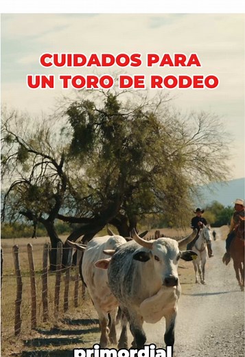 Adrenalina Live Show on TikTok