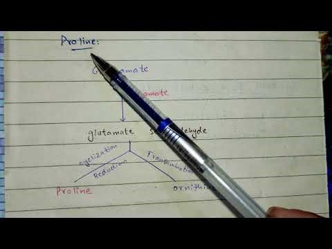 Biosynthesis of non essential amino acid| amino acid metabolism| ch 20 Lippincott biochemistry