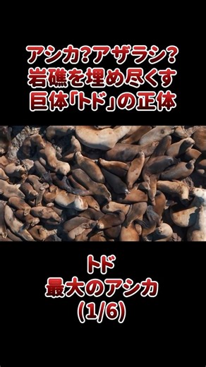 Sea lion? Seal? The true identity of the gigantic "steller sea lions" that cover the reefs.