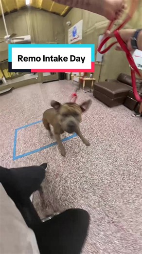 Dog Training Basics: Teaching Remo to 'Settle'