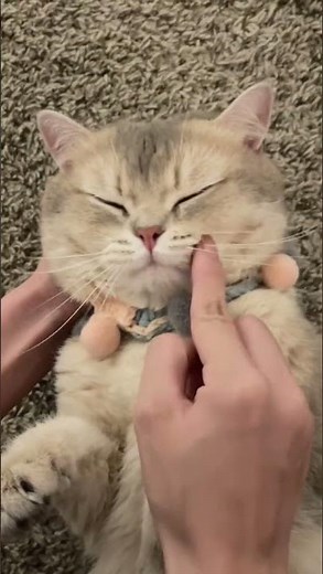 OMG So Cute Cats Best Funny Cat Videos 2021 #Short