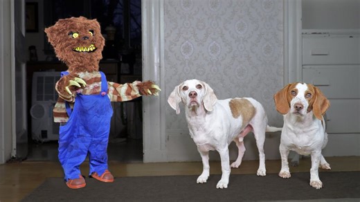 Dogs fight evil teddy bear in funny spooky prank