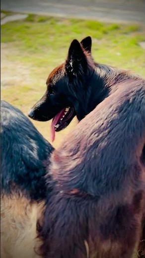 German Shepherd Dog mating | Dog Mating | Jeggy mating done #shortvideo #foryou #viral #dog