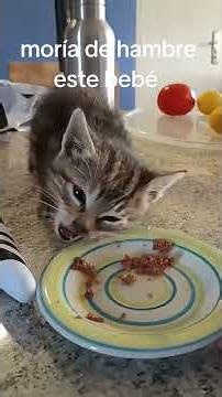 Cute kitten 💕💕