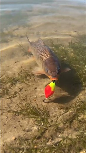 🎣 BREAM Beware! 🤯 Unbeatable Bream Proof Rig REVEALED! 🥇 Fist Bite Baitt Secret!?