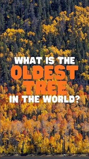 What is the oldest tree in the world?