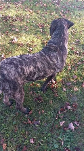 Brindle Cane Corso Mastiff Brock and AKC Lab Daisy