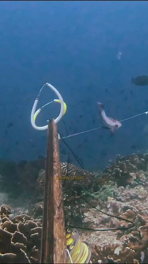 Red🔥 #spearfishing #redsnapper #redbass #underwaterworld #oceanhunter #reels | Darman Spearo