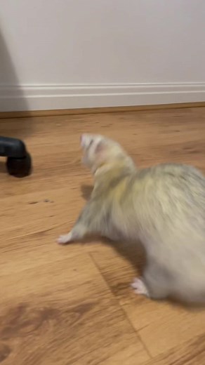 Exploring Ferret Vibes on TikTok