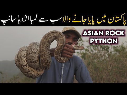 Indian rock python documentary | Snakes of Kashmir - Wildlife & Biodiversity of Kashmir