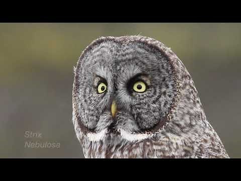 Great Gray Owl Adirondack Wildlife Refuge