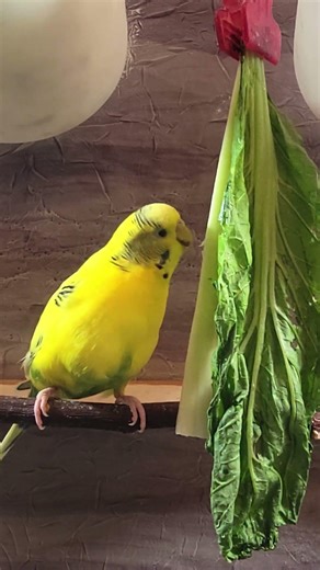 Happy Chirping Lovely Parakeet Budgie Birds, Nature Bird Songs, Reduce Stress #birds #pets #shorts