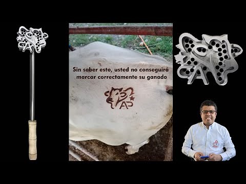 Como marcar bien su ganado con hierro