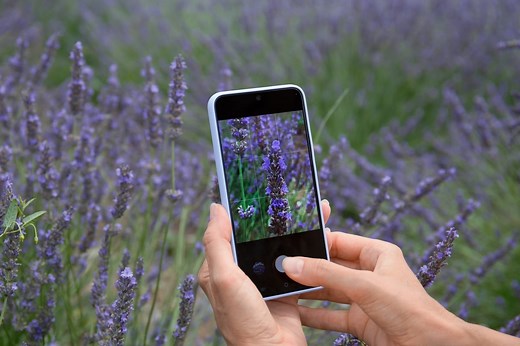 Cette fonction méconnue de votre iPhone vous aide à identifier toutes les plantes autour de vous en un clic