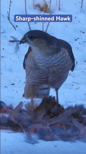 Cooper's Hawk or Sharp-shinned Hawk?? Hawk eats a Northern Cardinal