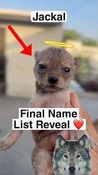 Jackal Final Name List Decide ❤️