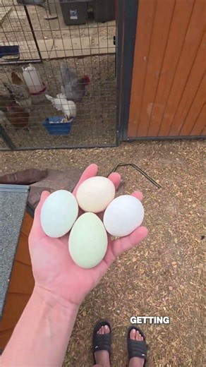 Come with me to collect eggs 🥚