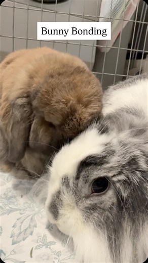 Not every bunny finds a best friend right away, and that’s perfectly okay! 💕 At HRRN, we specialize in helping your rabbit meet their perfect match. Our experienced bonding team guides your bun through a few rounds of bunny “speed dating” to see who they click with. When sparks fly, we’ll help them build a healthy, lasting bond — and if it’s not quite a match, we’ll keep looking until it is. Ready to help your bunny find love? 🐇💞 Fill out our Online Adoption Application at RabbitResource.org 