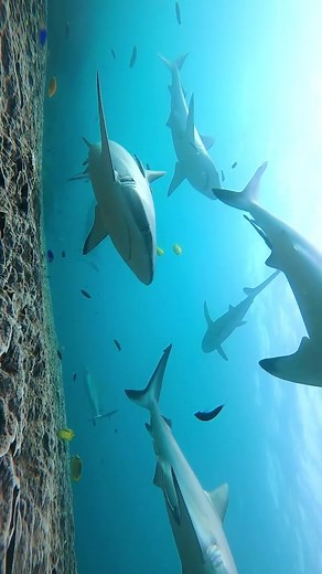 Meet the grey reef shark, (Carcharhinus amblyrhynchos). The species is found in tropical marine waters throughout the Indo-west and Central Pacific. In Australia, it is recorded from the central Western Australian coast, around the tropical north and south to southern Queensland. @alexkyddphoto #ausgeo #greyreefsharks #oceanlife #discoveroceans