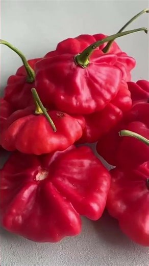 I’m completely obsessed with Aji Cachucha peppers also known as Aji Dulce