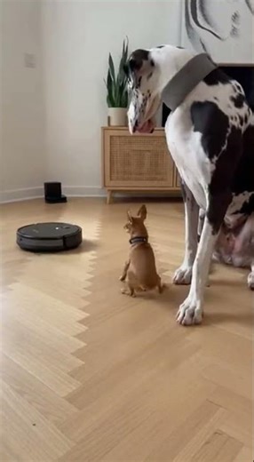 Chihuahua Fights Evil Device — Great Dane Panics! 😂🔥”#shorts