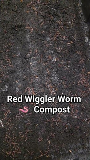 Red Wiggler Worm 🪱 Compost
