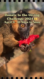 Leaping Lemurs! The Giving Challenge - with the chance to DOUBLE your gift to save lemurs - starts TOMORROW! Hosted by the Community Foundation of Sarasota County, the online giving event runs from noon Tuesday to noon Wednesday. All gifts will be matched by The Patterson Foundation up to $100 per donor! The minimum online donation is $25. Please calendar and SHARE the link to give - YOU can save lemurs from extinction! https://www.givingchallenge.org/organizations/lemur-conservation-foundation-