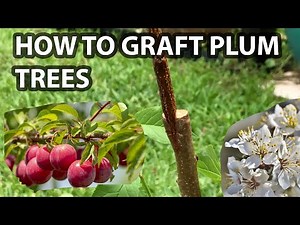 Grafting Plum Trees: Growing Plum Trees in the Tropics