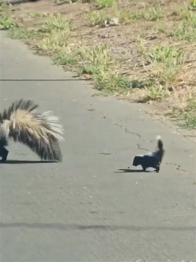 Skunk mummy keeps checking and encouraging her baby to cross the road safely. #skunks #skunk #skunkbabies #wildlife #natureisamazing