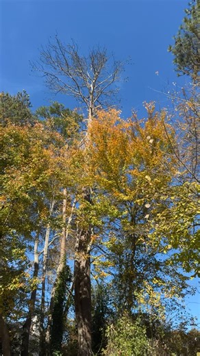 11 reactions | Large dead pine topped out this morning. #QuintsTreeService | Quint's Tree Service | Facebook