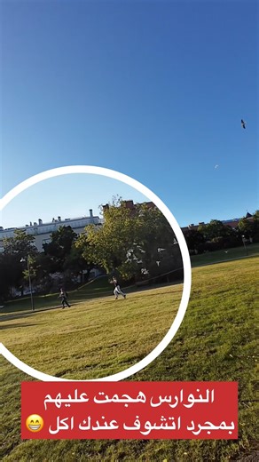 جولة بالبايسكل وشفت النوارس هجمت على هذول الشباب #نورس #seagulls #seagull #اكسبلور #ترند_العراق