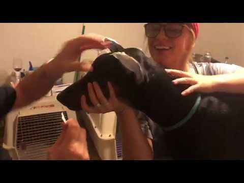 Zip-tie ear posting method