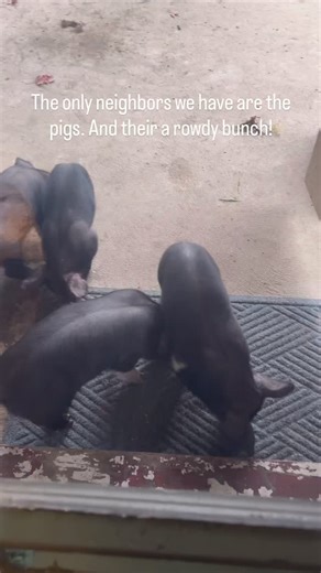 Mine and Logan’s house is right next to our mama pigs farrowing area. And normally we don’t get visited like this… but mama Peggy always has the most rowdy, mischievous piglets ever! 😄 So they have been frequenting our front porch at least twice a day. Just perks of the farm life I guess! ❤️🐷 | ZOE Farms