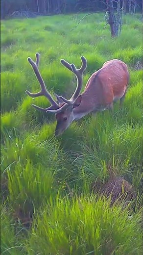 DEER on a green meadow