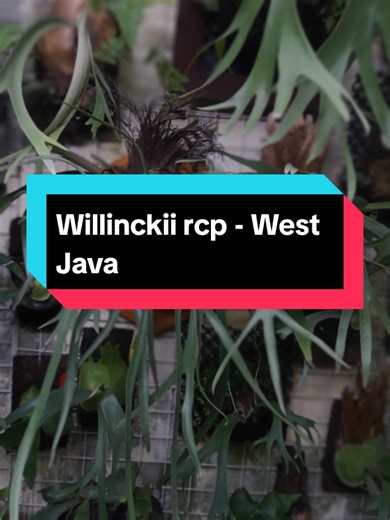 P. Willinckii rcp ( West Java ) @hello.ngeboen #temanrusa #fyy #fyyyyyyyyyyyyyyyy #fypシ゚ #fypp