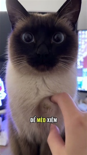 điều kì lạ về mèo XIÊM #chimotgiay #kienthucmoingay