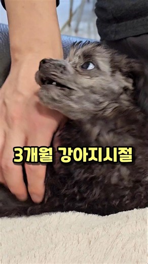 A puppy that trained its dad for 2 years, starting from 3 months old