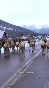 Elk herd walking down a road in Estes Park Colorado. #estesparkcolorado #estespark | USA Wildlife Wonders