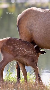 A late season elk calf! What a surprise to come across this little one on my walk yesterday 🥰 #elk #cuteanimals #rut #wildlife #cutebaby #fypシ #animallover #wildlife #reelsvideoシ | Colorado Wild Photography