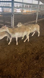 Lots of nice commercial ewes for Saturday sale coming in. | Hamilton Livestock Commission
