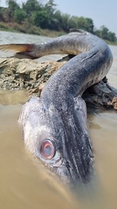 352K views · 1.5K reactions | River big fish catching methods #fish #reels #video | Discovery Site | Facebook