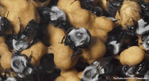 Our new Patreon community is buzzing with activity! Join today to unlock special rewards like exclusive digital downloads and cool swag: http://bit.ly/2Giv6MB | Deep Look • PBS