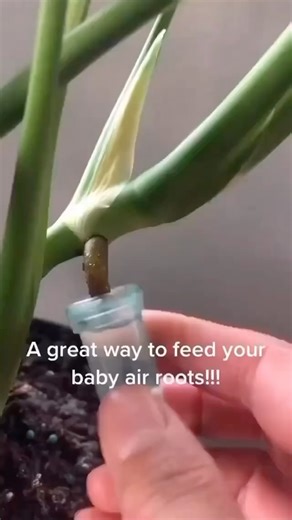 1.5K views · 10K reactions | Feed those aerial roots! #indoorplants #plantstagram #houseplants #plantsofinstagram #plantsmakepeoplehappy #cactus #monstera #plantlover #houseplantclub #urbanjungle #plantlife #houseplantsofinstagram #succulents #plantsplantsplants #garden #philodendron #houseplant #plantslover #plantaddict #gardening #flowers #indoorjungle #homedecor #plantlove #plantmom | ᒍunglemaven | Facebook