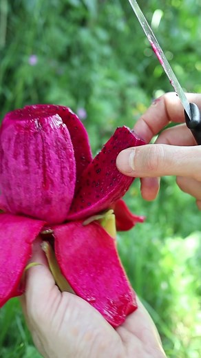 Le fruit du dragon rouge: délice exotique pour la santé
