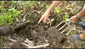 4K views · 77 reactions | A man feeding a bird in his garden. Its surprising how close the bird gets to the man and how fearless it is | Rationalist | Facebook
