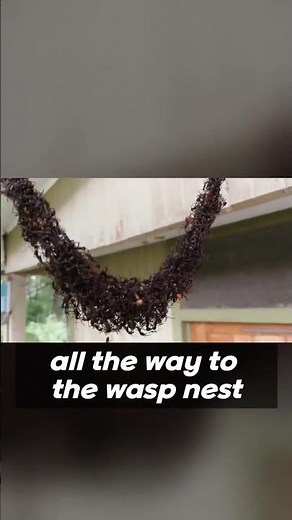 Nature's Ingenious Army Ants: Building Bridges to Raid Wasp Nests