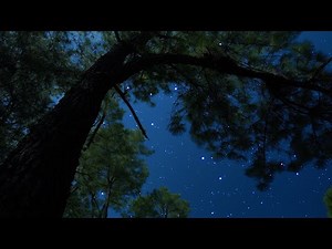 Crickets & Owl Under the Starry Night | Nature Ambience for Deep Sleep & Relaxation | 10 Hours