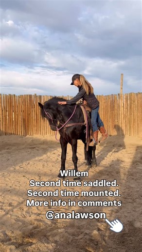 Brian Lawson on Instagram: "Willem Private owned in bootcamp Fresian Geld 3yr 16.1h Willem entered training a few days ago. We introduced everything to him as we would any horse being started. Desensitization, lung on/off line, facing up etc…he was such a smart and quick study! He learned and retained everything we taught and asked of him. That’s when you know you have a special one. Many have come and gone; Ana is my best partner. She watches. Learns. Waits patiently. Today her practiced humili