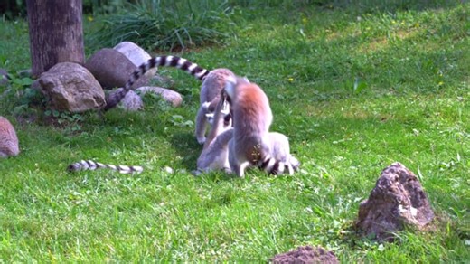 Lemurs, Monkeys, Madagascar. Free Stock Video